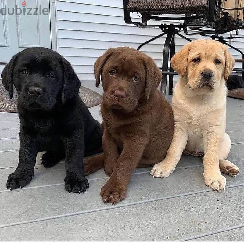 Labrador Retriever Puppies Whatsapp me +972553390216 1