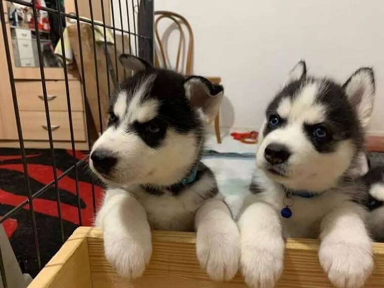 Siberian Husky Puppies Whatsapp me +972553390216 1