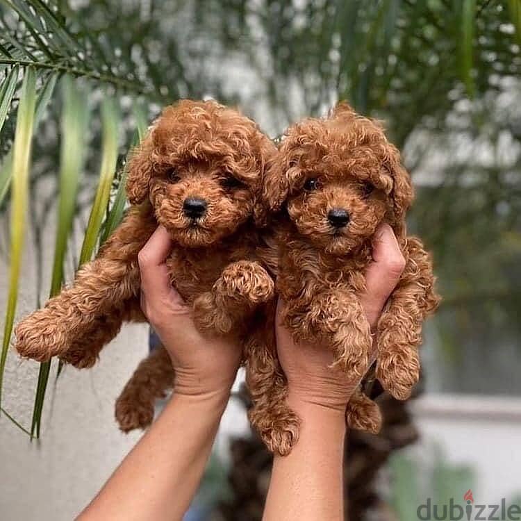 Toy Poodle Puppies// WhatsApp Me +972555077288 1