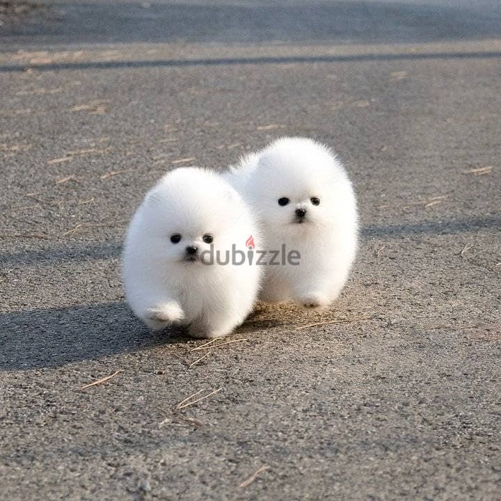 Pomeranian Puppies// WhatsApp Me +972555077288 0