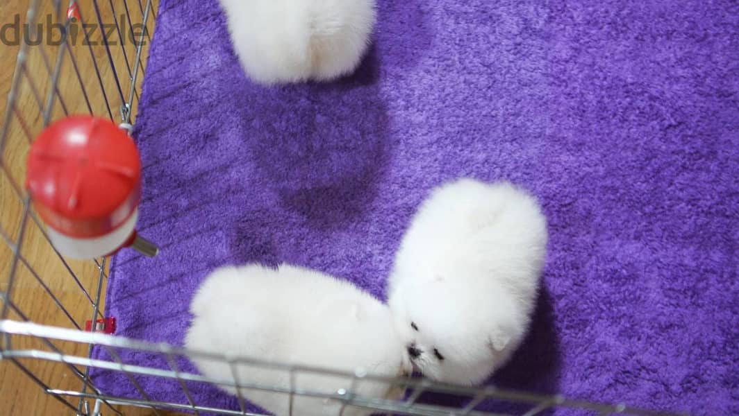 Pomeranian Puppies// WhatsApp Me +972555077288 1