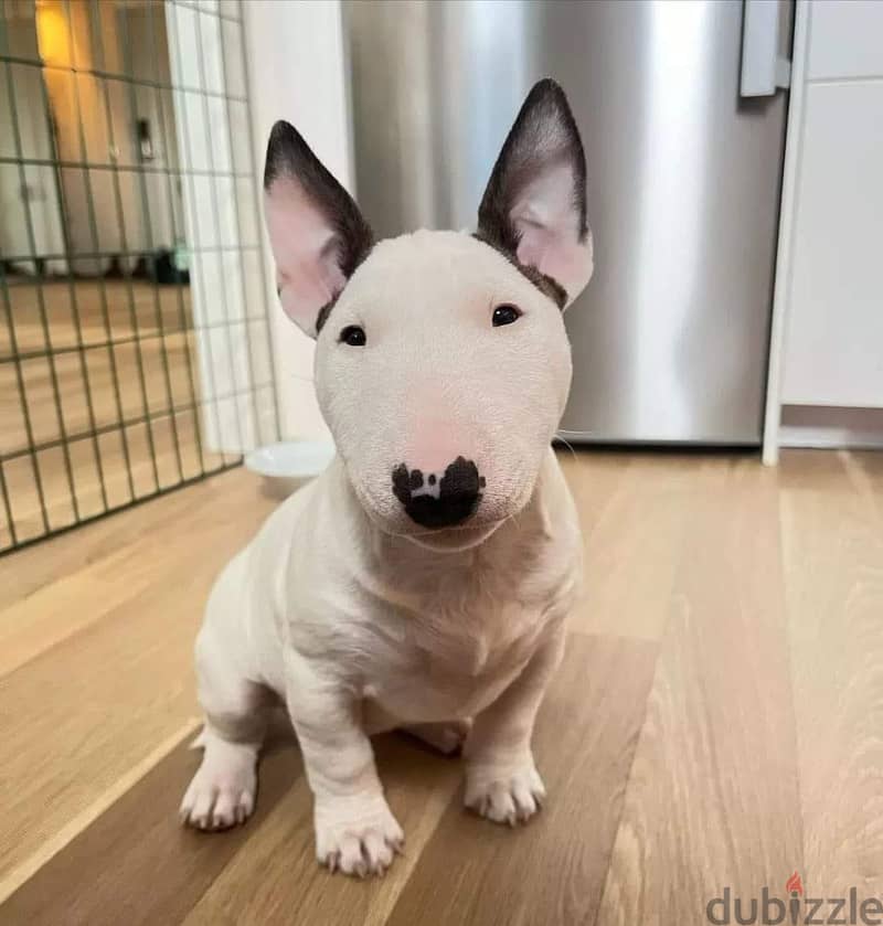 Bull Terrier Puppies// WhatsApp Me +972555077288 1