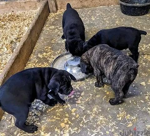 Cane Corso Puppies Whatsapp me +972553390216 1