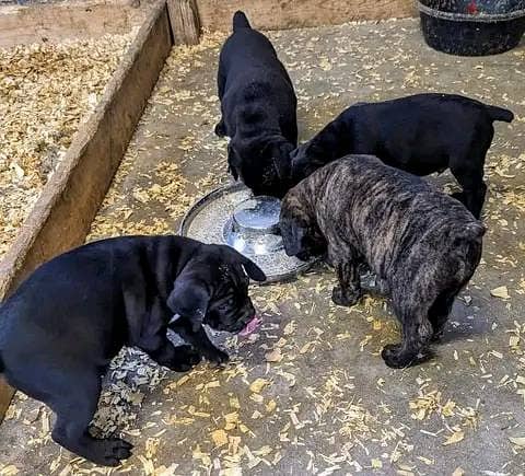 Cane Corso Puppies Whatsapp me +972553390216 1