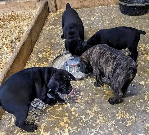 Cane Corso Puppies// WhatsApp Me +972555077288 1