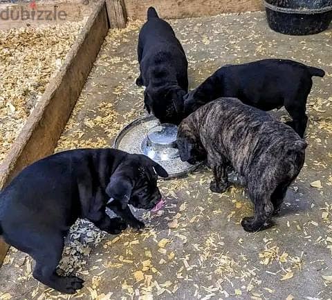 Cane Corso Puppies Whatsapp me +972553390216 1