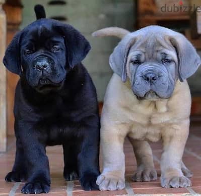 Cane Corso Puppies Whatsapp me +972553390216