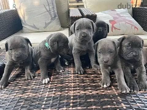 Cane Corso Puppies Whatsapp me +972553390216 1