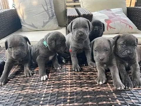 Cane Corso Puppies Whatsapp me +972553390216 1