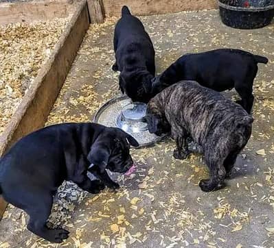 Cane Corso Puppies Whatsapp me +972553390216