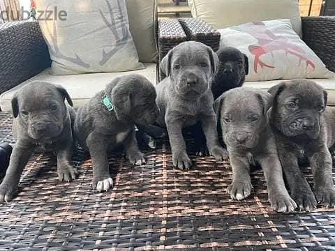 Cane Corso Puppies Whatsapp me +972553390216 1