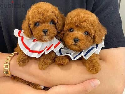 Poodle Puppies Whatsapp me +972553390216