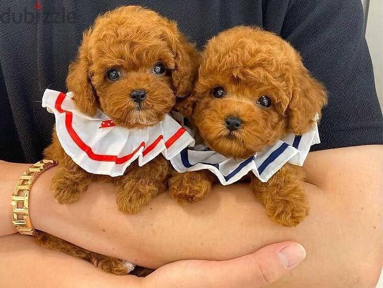 Poodle Puppies Whatsapp me +972553390216 0