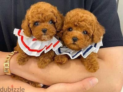 Poodle Puppies Whatsapp me +972553390216