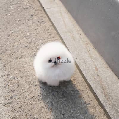 Pomeranian Puppies Whatsapp me +972553390216