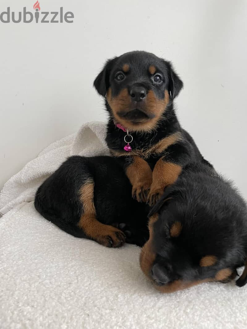 Rottweiler Puppies Whatsapp me +972553390216 0