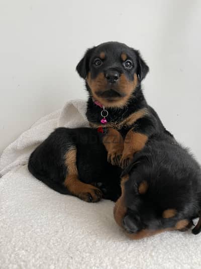 Rottweiler Puppies Whatsapp me +972553390216