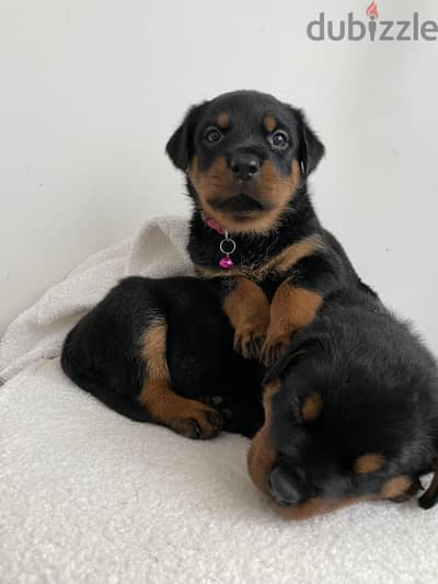 Rottweiler Puppies Whatsapp me +972553390216