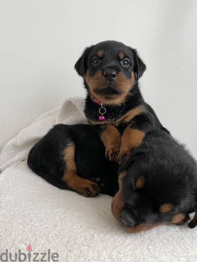 Rottweiler Puppies Whatsapp me +972553390216