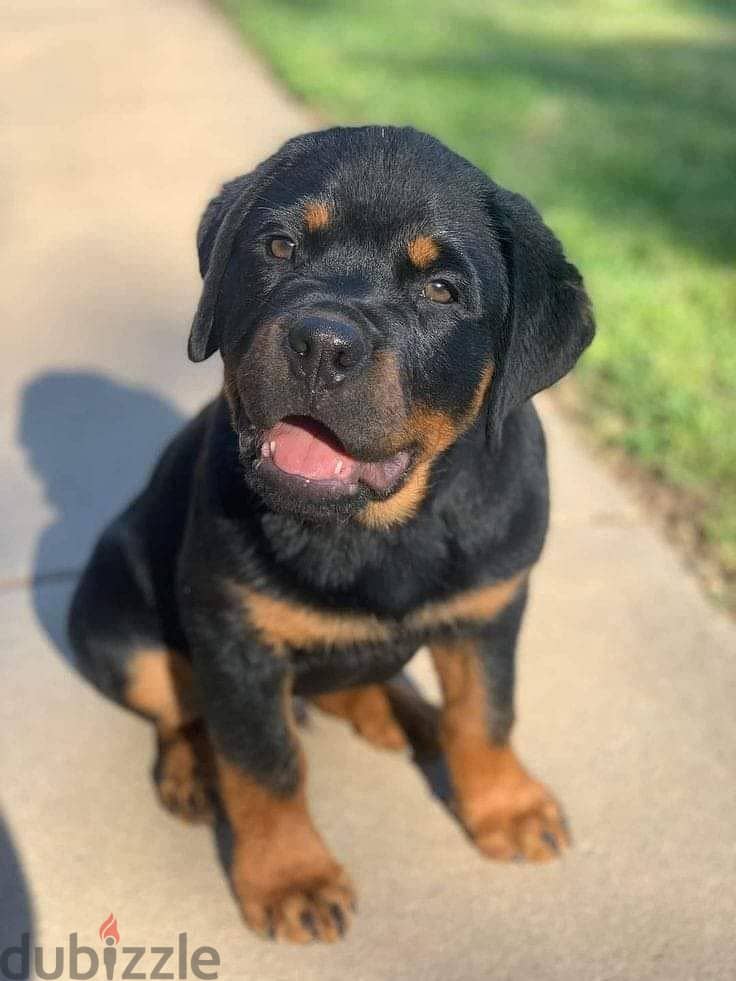 Rottweiler Puppies Whatsapp me +972553390216 1