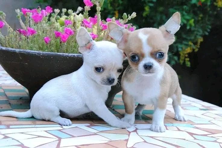 Chihuahua Puppies Whatsapp me +972553390216 1