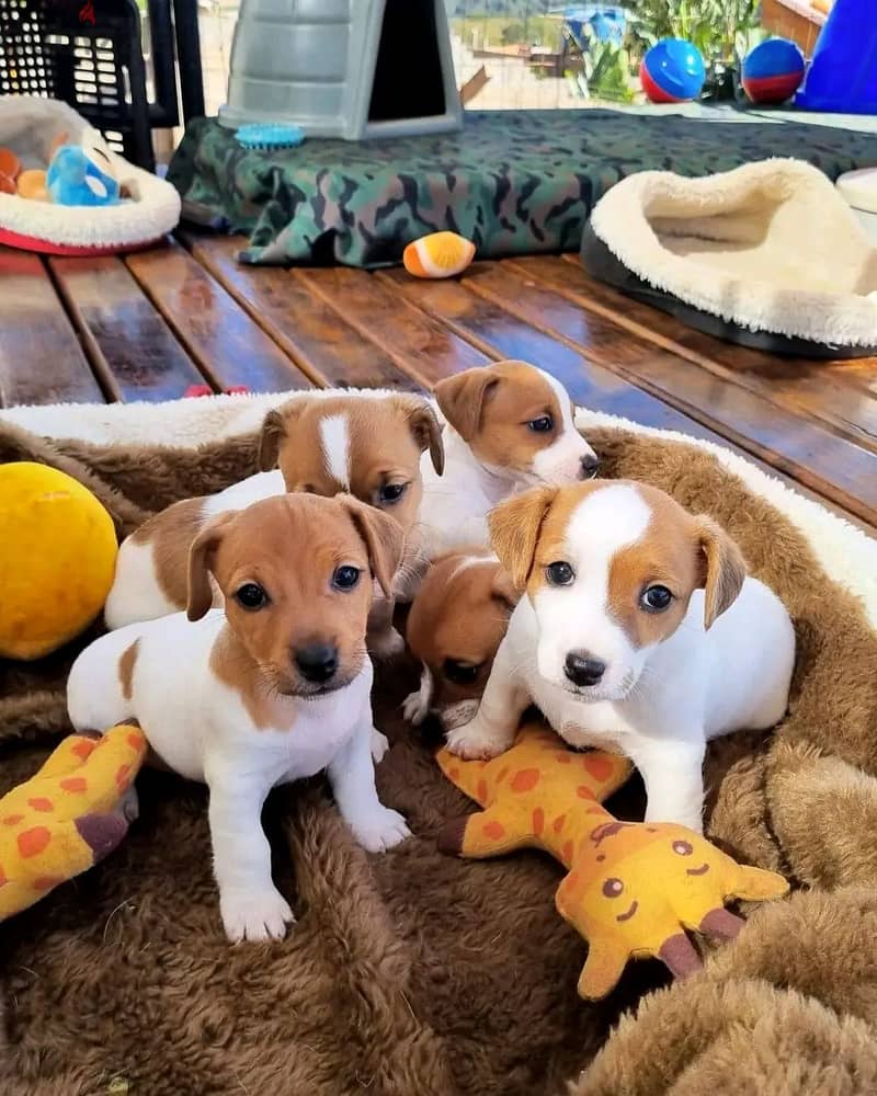 Jack Russell Puppies Whatsapp me +972553390216 0