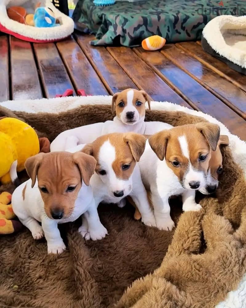 Jack Russell Puppies Whatsapp me +972553390216 1