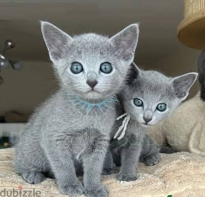 Whatsapp Me +966588993320 Russian Blue Cats