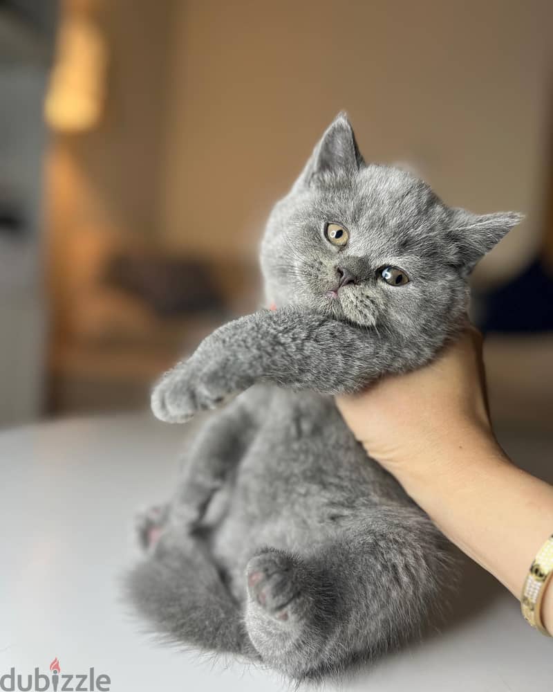 British shorthair Kitten 0