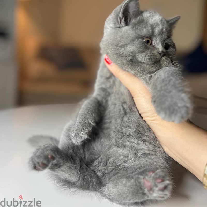 British shorthair Kitten 1