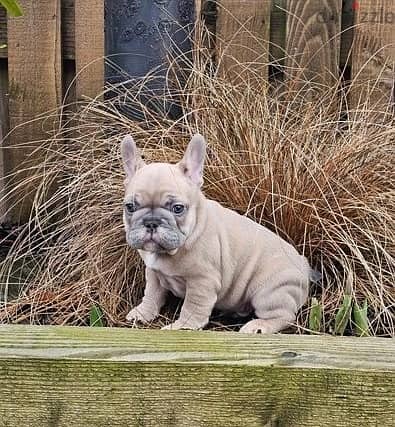 Whatsapp Me +972555074990 French Bulldog Puppies