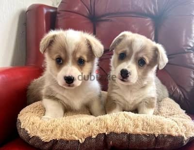 Whatsapp Me +966583921348 Welsh Corgi Pembroke Puppies