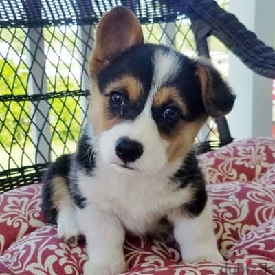 Whatsapp Me +966583921348 Welsh Corgi Puppies