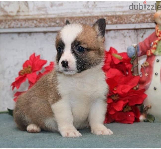 Whatsapp Me +966583921348 Welsh Corgi Puppies 1