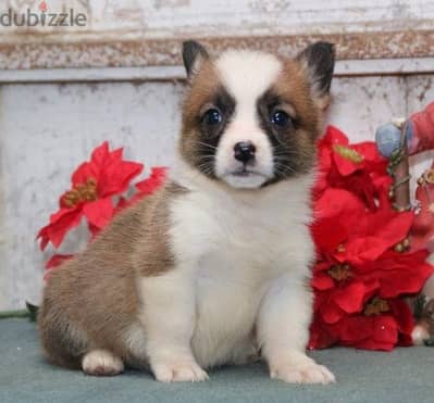 Whatsapp Me +966583921348 Welsh Corgi Puppies