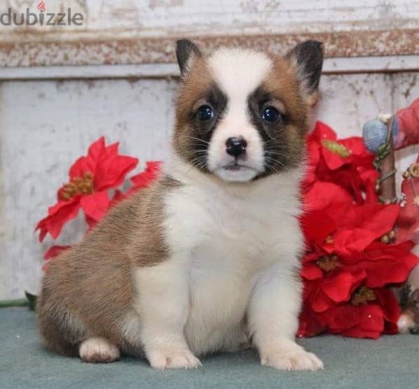 Whatsapp Me +966583921348 Welsh Corgi Puppies 0