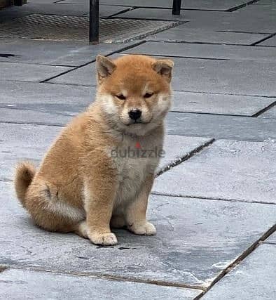 Whatsapp Me +966588993320 Shiba Inu Puppies 0