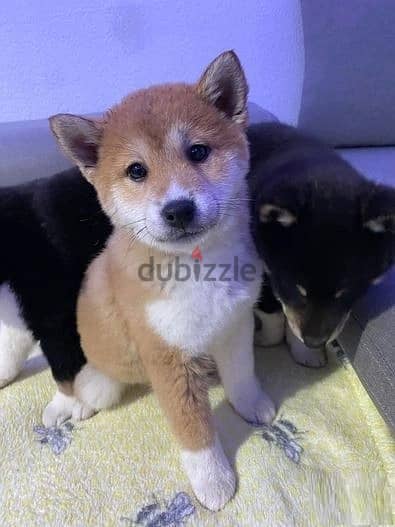 Whatsapp Me +966588993320 Shiba Inu Puppies 1