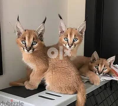 Whatsapp Me +966588993320 Caracal Cats