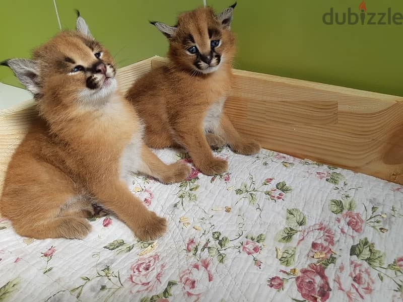 Whatsapp Me +966588993320 Caracal Cats 1