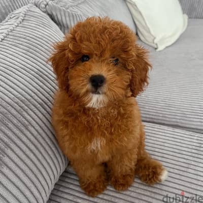 Poodle Puppy