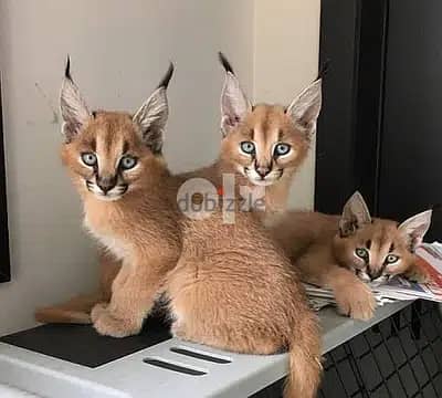 Whatsapp Me +966588993320 Caracal Cats 1