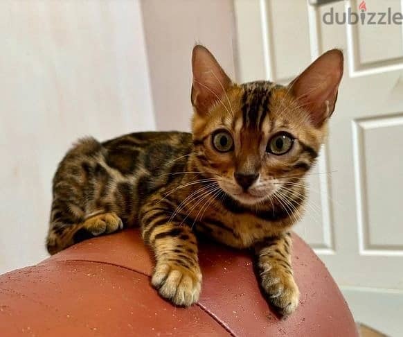 Whatsapp Me +972555074990 Bengal Cats 0