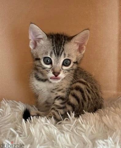 Whatsapp Me +972555074990 Bengal Cats 1