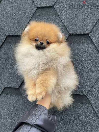 Cream Pomeranian for sale . WHATSAPP ME  +1(484)718‑9164‬