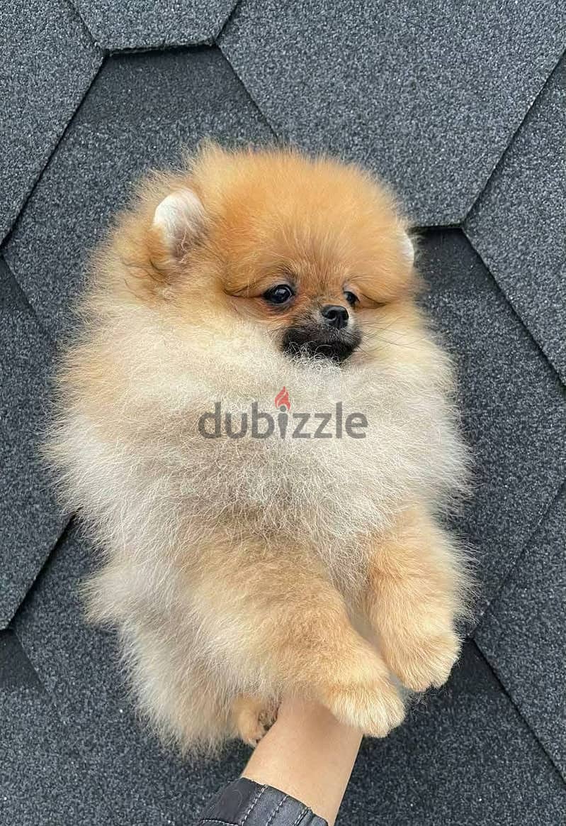 Cream Pomeranian for sale . WHATSAPP ME  +1(484)718‑9164‬ 1