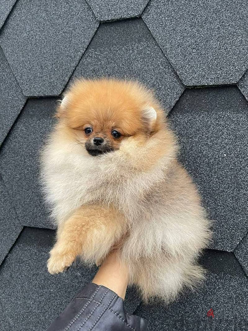 Cream Pomeranian for sale . WHATSAPP ME  +1(484)718‑9164‬ 2