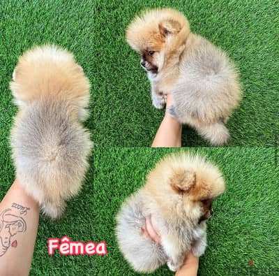 Female Tcup Pomeranian for sale