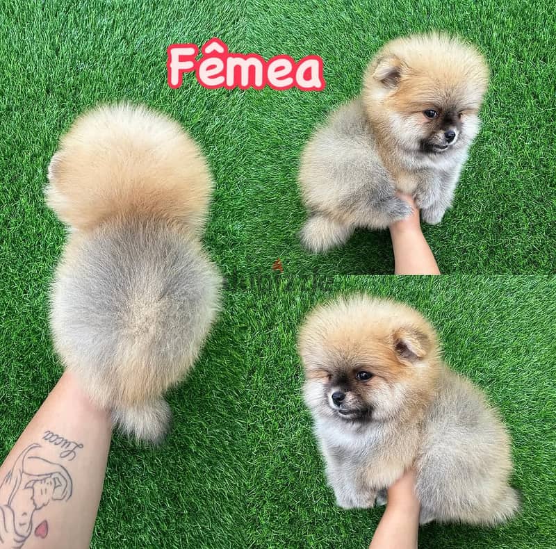 Female Tcup Pomeranian for sale 1