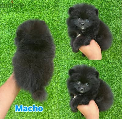 Male Black Pomeranian for sale